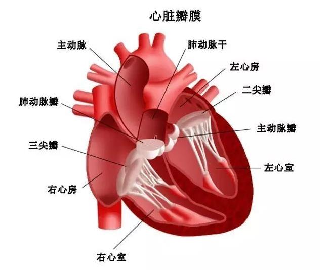 负离子可以吸附到烟雾、粉尘等悬浮粒子上,使之沉淀降 负离子可以吸附到烟雾、粉尘等悬浮粒子上,使之沉淀降