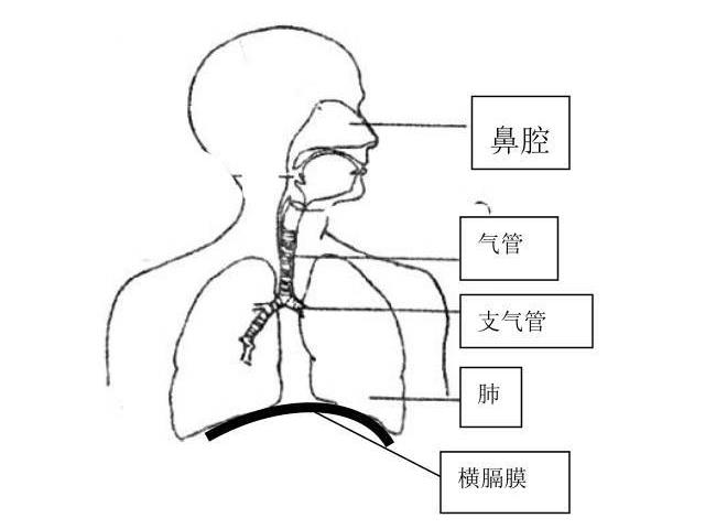 负离子能促进鼻腔黏膜柱状上皮细胞形成 负离子能促进鼻腔黏膜柱状上皮细胞形成