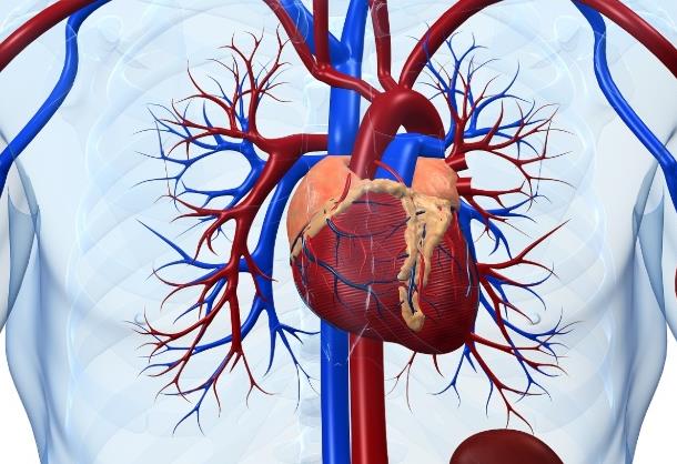 负离子通过神经反射和体液作用，扩张冠状动脉增加冠状动脉血流量
