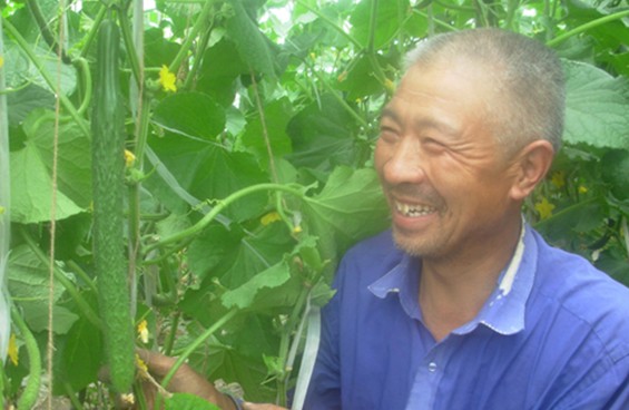 补充负离子能够提高大棚蔬菜的增产效益